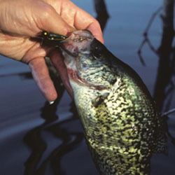 lake simcoe jumbo perch