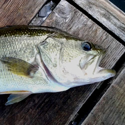 fishing lake simcoe