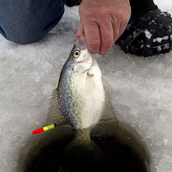fishing lake simcoe