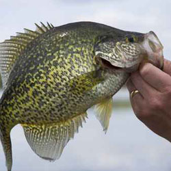 fishing lake simcoe