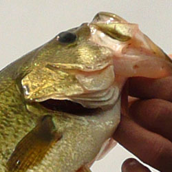 fishing lake simcoe